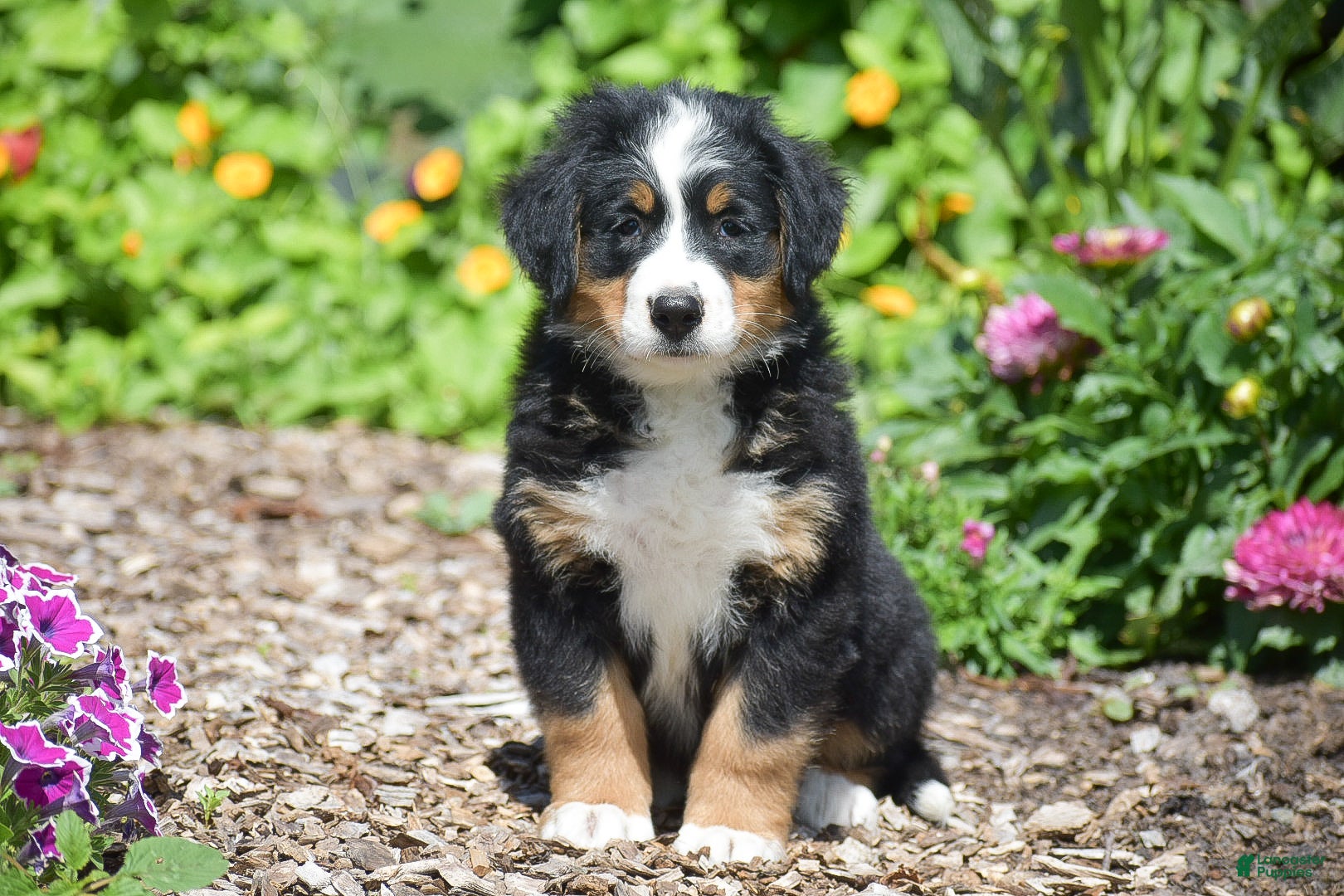 Bernese Mountain Dog dogs Brooklynn - Ad 1