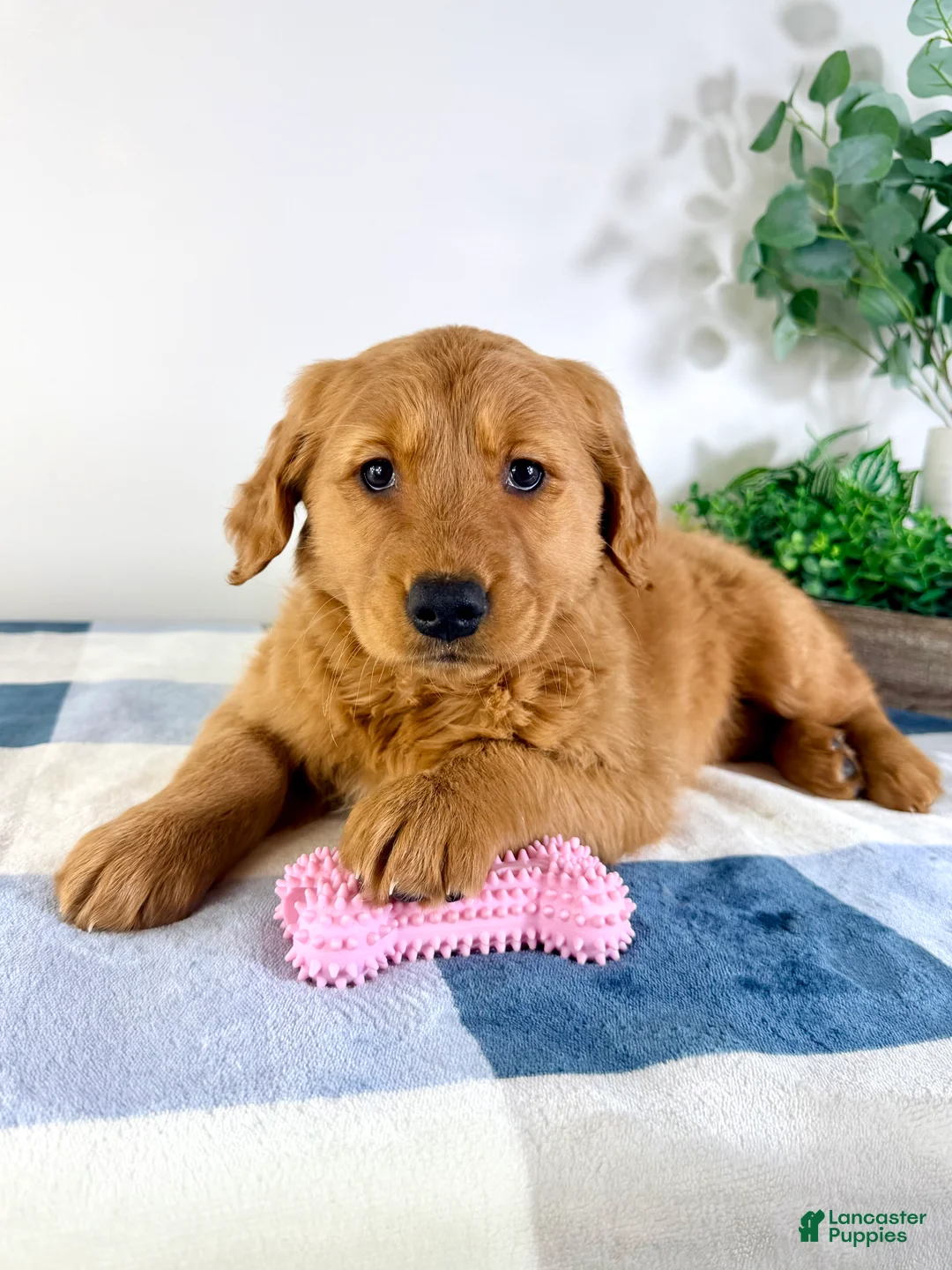 Golden Retriever dogs for sale: Ginger - Ad 5