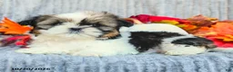 Shih Tzu dogs for sale: Cookie - Ad 3