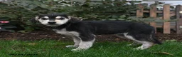 Mixed Breed dogs for sale: Rylee - Ad 2