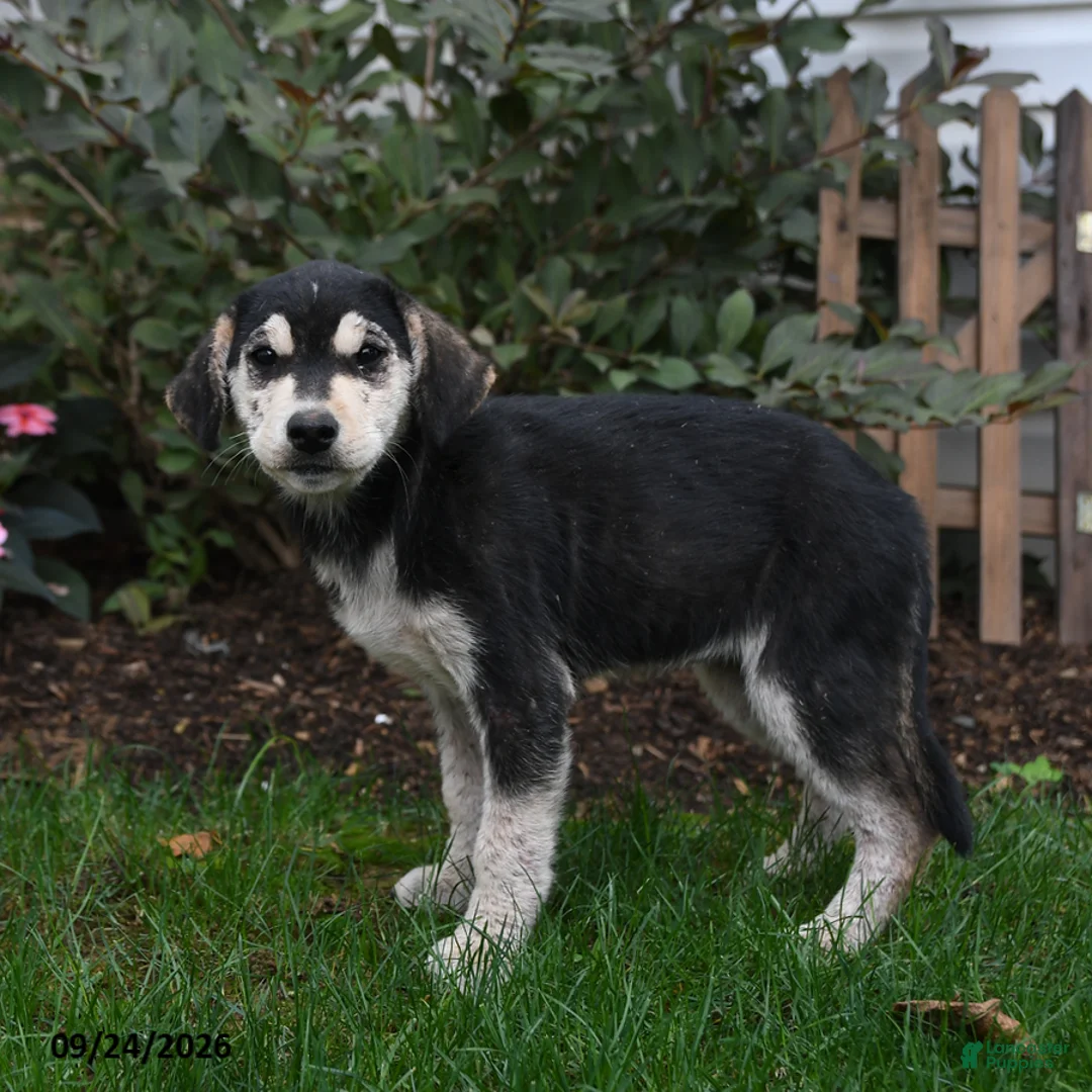 Mixed Breed dogs for sale: Rylee - Ad 2