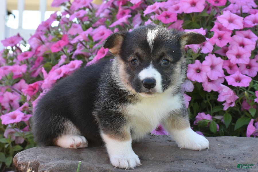 Welsh Corgi Pembroke dogs for sale: Sugar - Ad 3