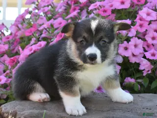 Welsh Corgi Pembroke dogs Sugar - Ad 8