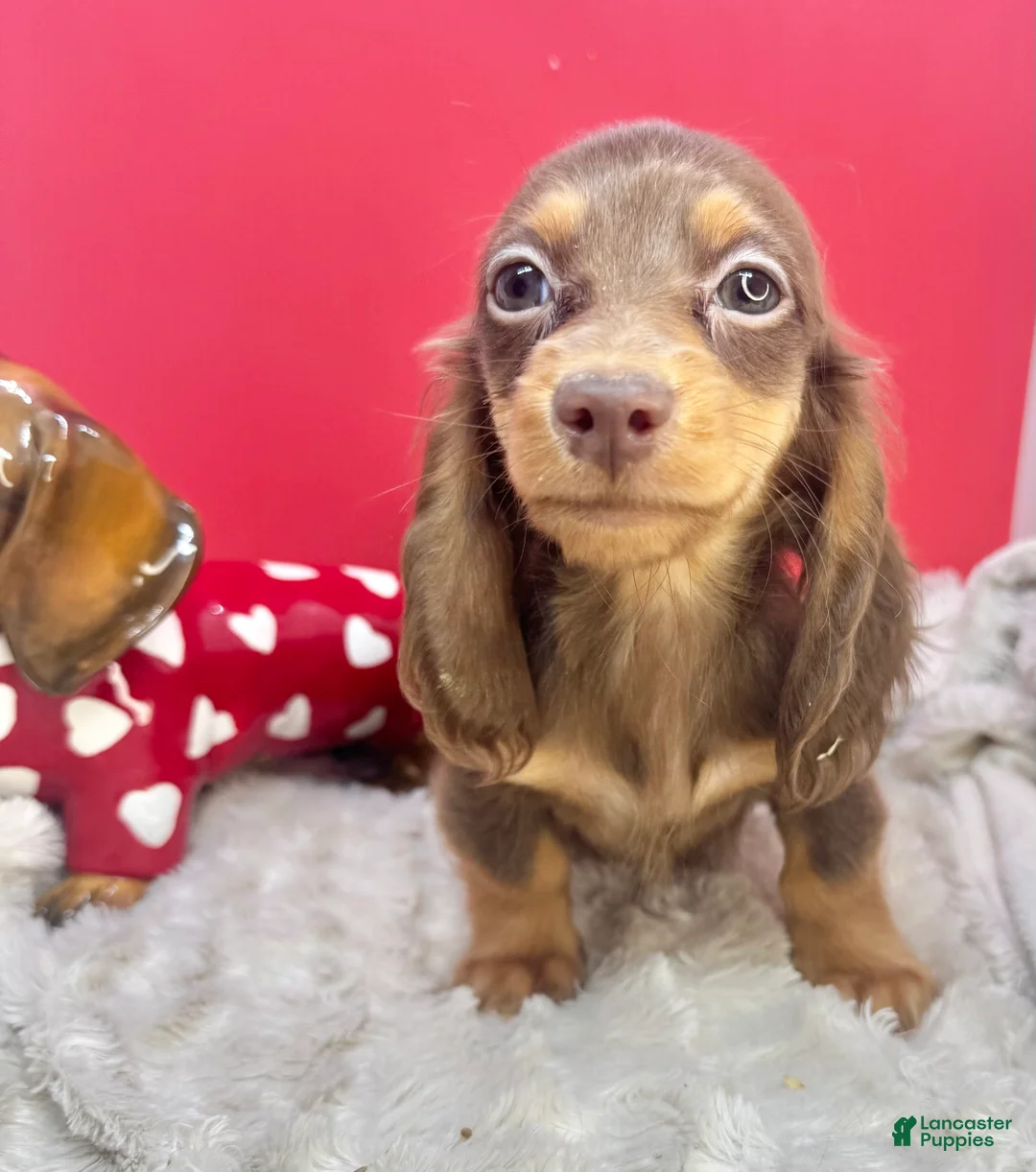 Miniature Dachshund dogs for sale: Ready 12/24/25 - Ad 1