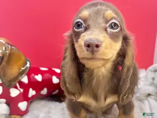 Miniature Dachshund dogs Ready 12/24/25 - Ad 16