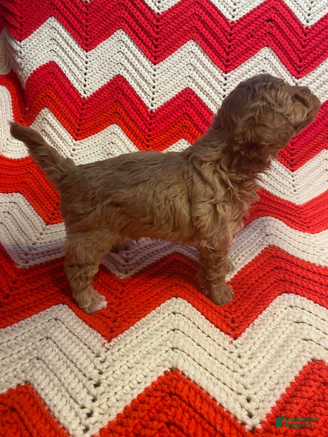 Maltipoo dogs for sale: Sid - Ad 2