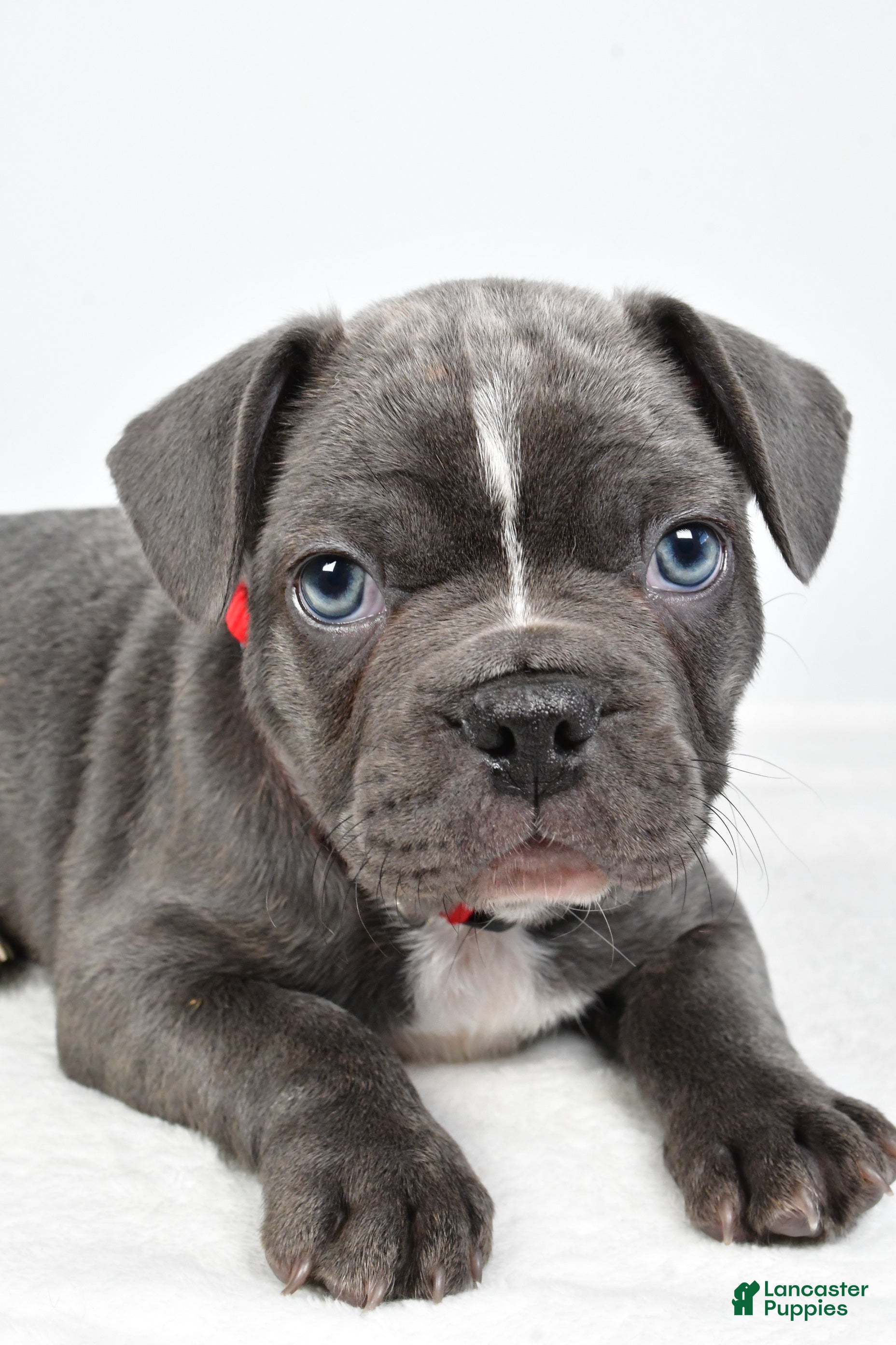 Frenchton dogs Austin - Ad 2