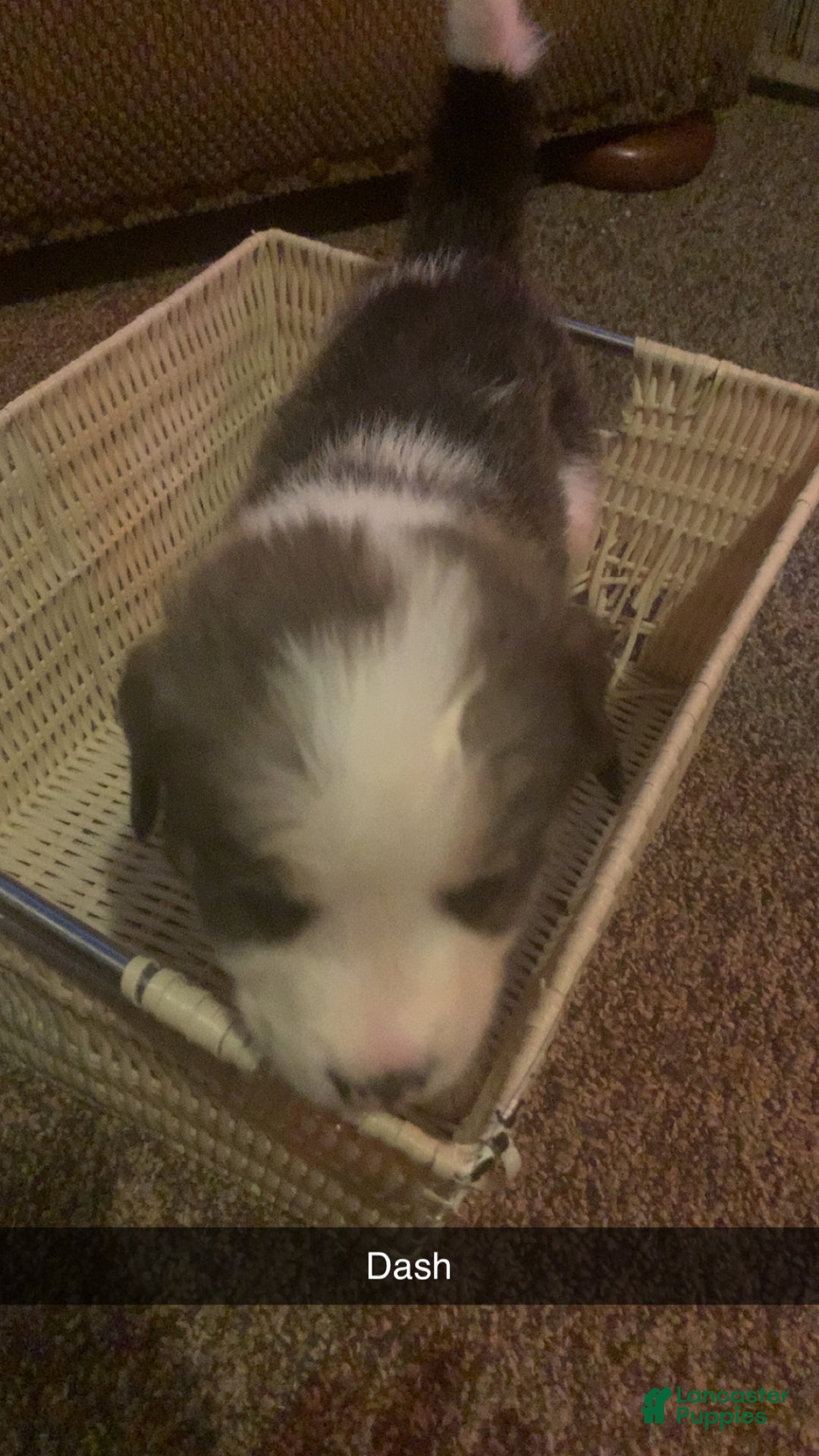 Mixed Breed dogs for sale: Dash  - Ad 1