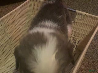 Mixed Breed dogs Dash - Ad 35