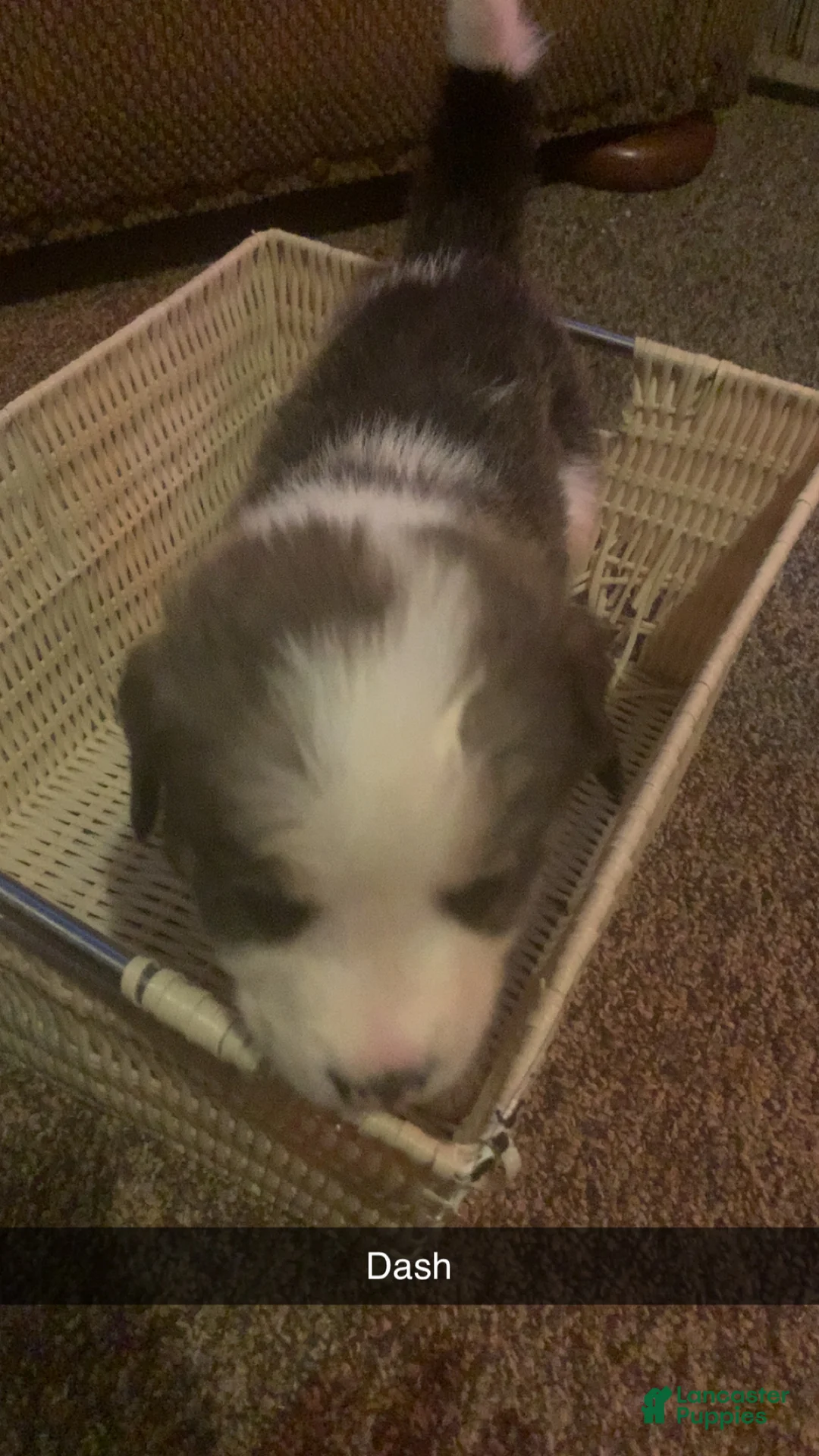 Mixed Breed dogs for sale: Dash  - Ad 1