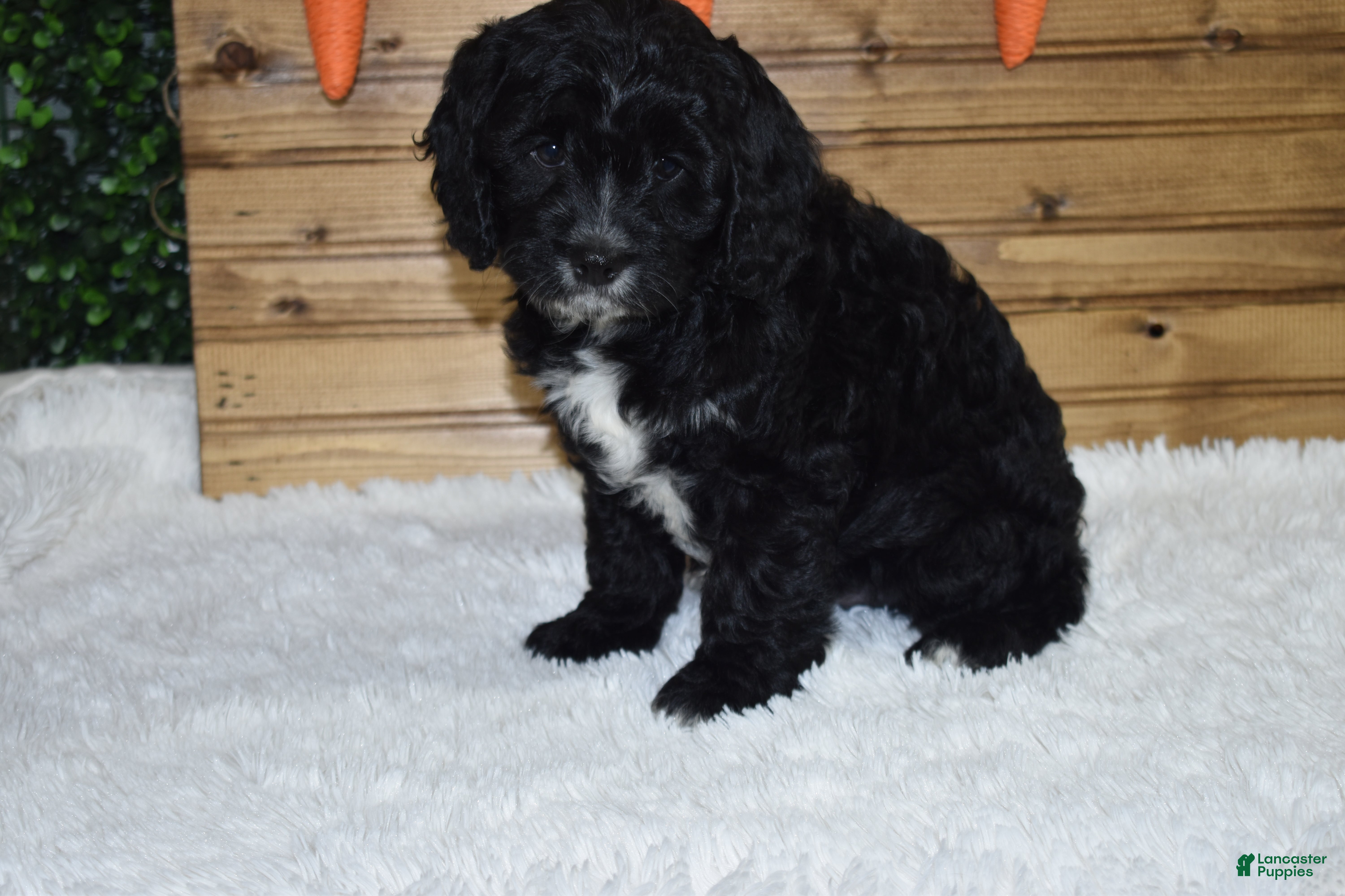 Cavapoo dogs Bingo  - Ad 1