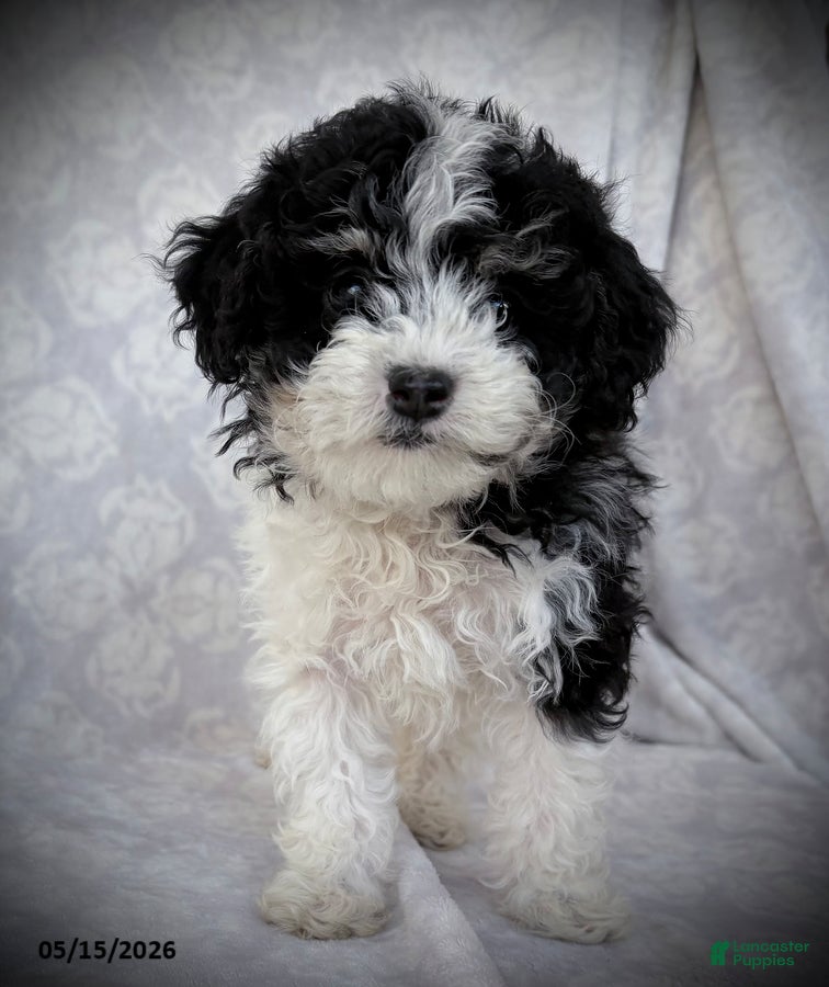 Maltipoo dogs for sale: Oreo - Ad 4