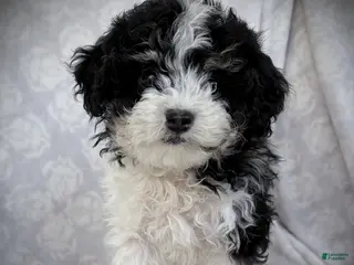 Maltipoo dogs for sale: Oreo - Ad 4