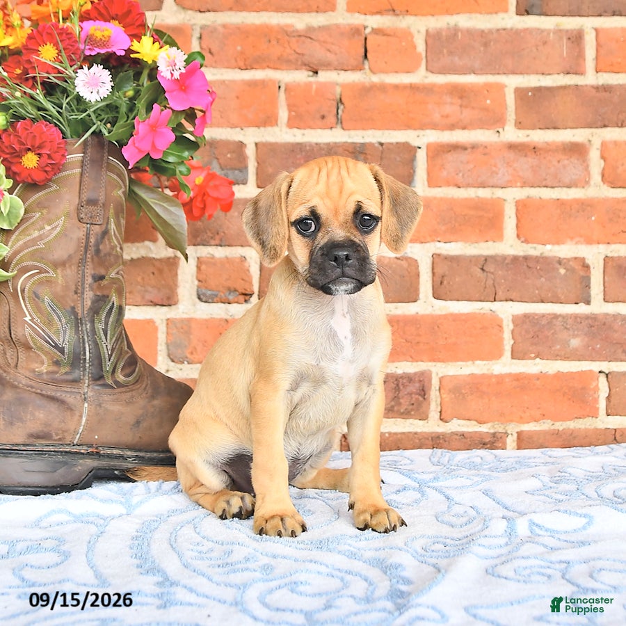 Puggle dogs Tinkerbell - Ad 1