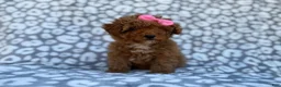 Cavapoo dogs for sale: Scarlett - Ad 10