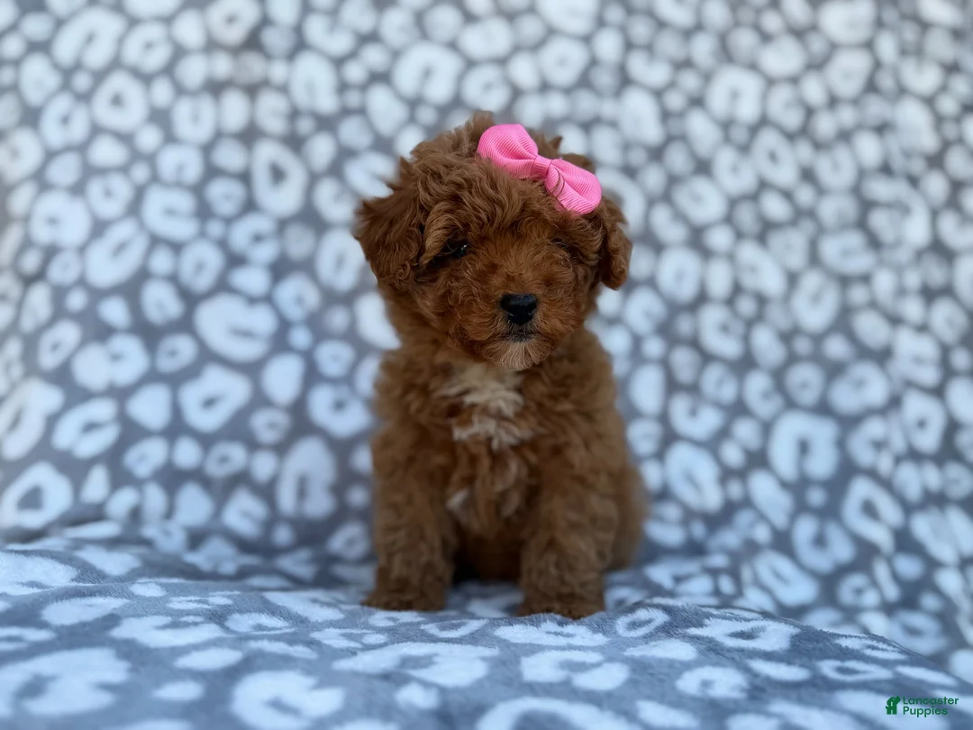 Cavapoo dogs for sale: Scarlett - Ad 10
