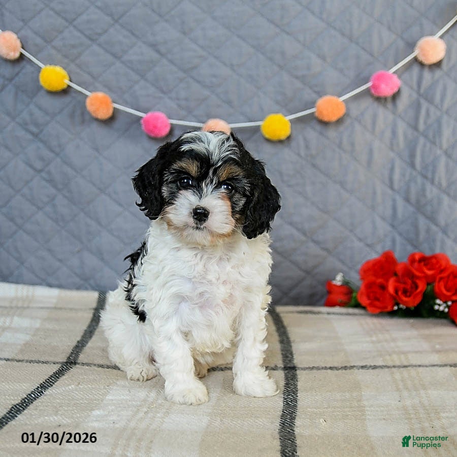 Cavapoo dogs Cookie - Ad 11