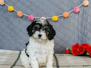 Cavapoo dogs Cookie - Ad 11