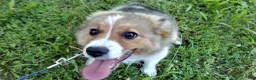 Australian Shepherd dogs for sale: Toby - Ad 6