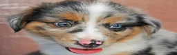 Miniature Australian Shepherd dogs for sale: Ashley - Ad 4