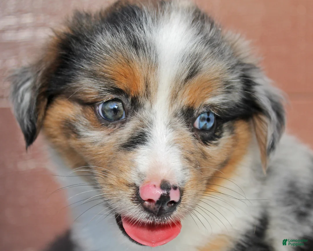 Miniature Australian Shepherd dogs for sale: Ashley - Ad 4