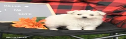 Eskipoo dogs for sale: Kate - Ad 3
