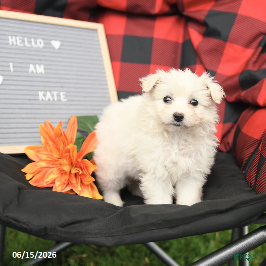 Eskipoo dogs for sale: Kate - Ad 3