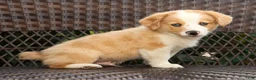 Welsh Corgi Pembroke dogs for sale: Boone - Ad 8