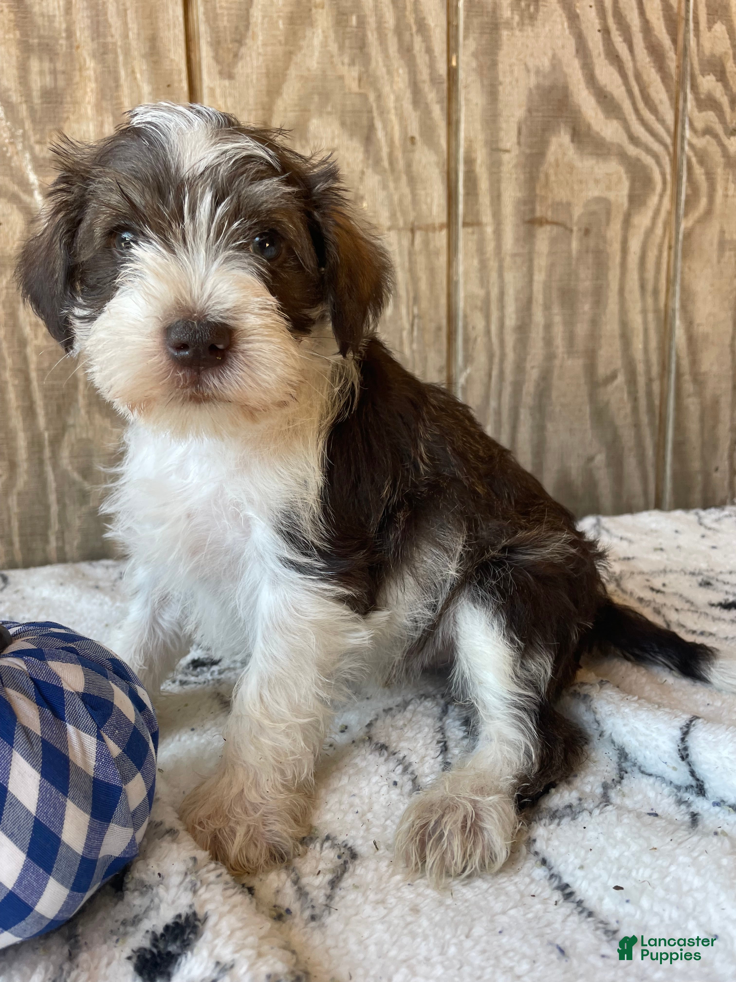 Miniature Schnauzer dogs Stanley - Ad 2