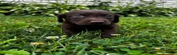 Labrador Retriever dogs for sale: Marigold - Ad 4