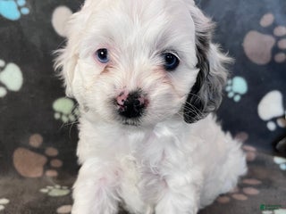 Cockapoo dogs Cockapoo Puppy 5 - Ad 23