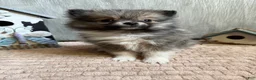 Pomeranian dogs for sale: Lynn - Ad 12