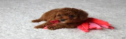 Toy Poodle dogs for sale: Maxwell - Ad 5