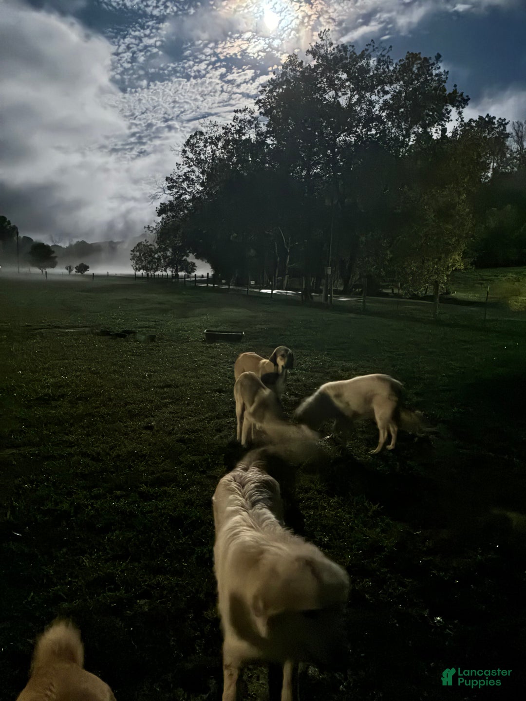 Mixed Breed dogs for sale: Mixed Breed Puppy 5 - Ad 10