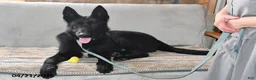 Belgian Malinois dogs for sale: Leo - Ad 4