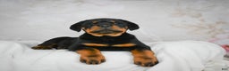 Rottweiler dogs for sale: Blake - Ad 2