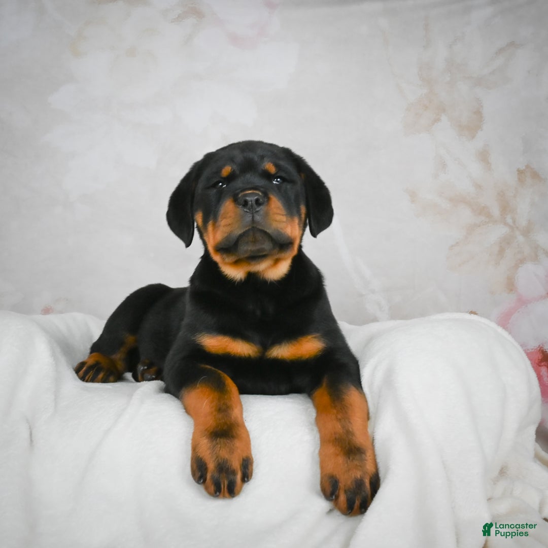 Rottweiler dogs for sale: Blake - Ad 2