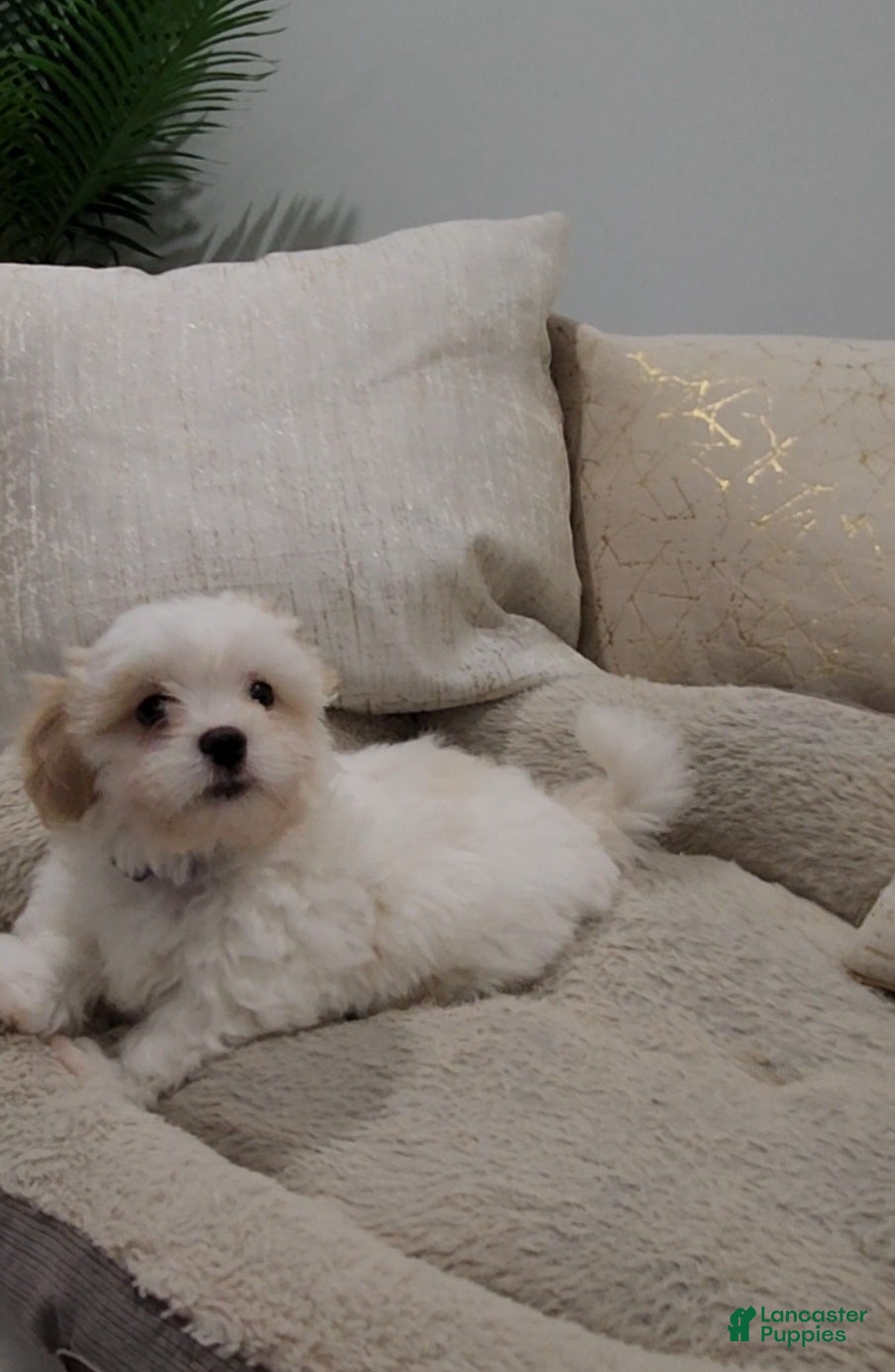 Shihpoo dogs for sale: Prince (Mr. Purple) - Ad 8
