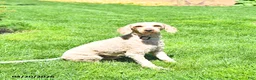 Mini Goldendoodle dogs for sale: Emma - Ad 7