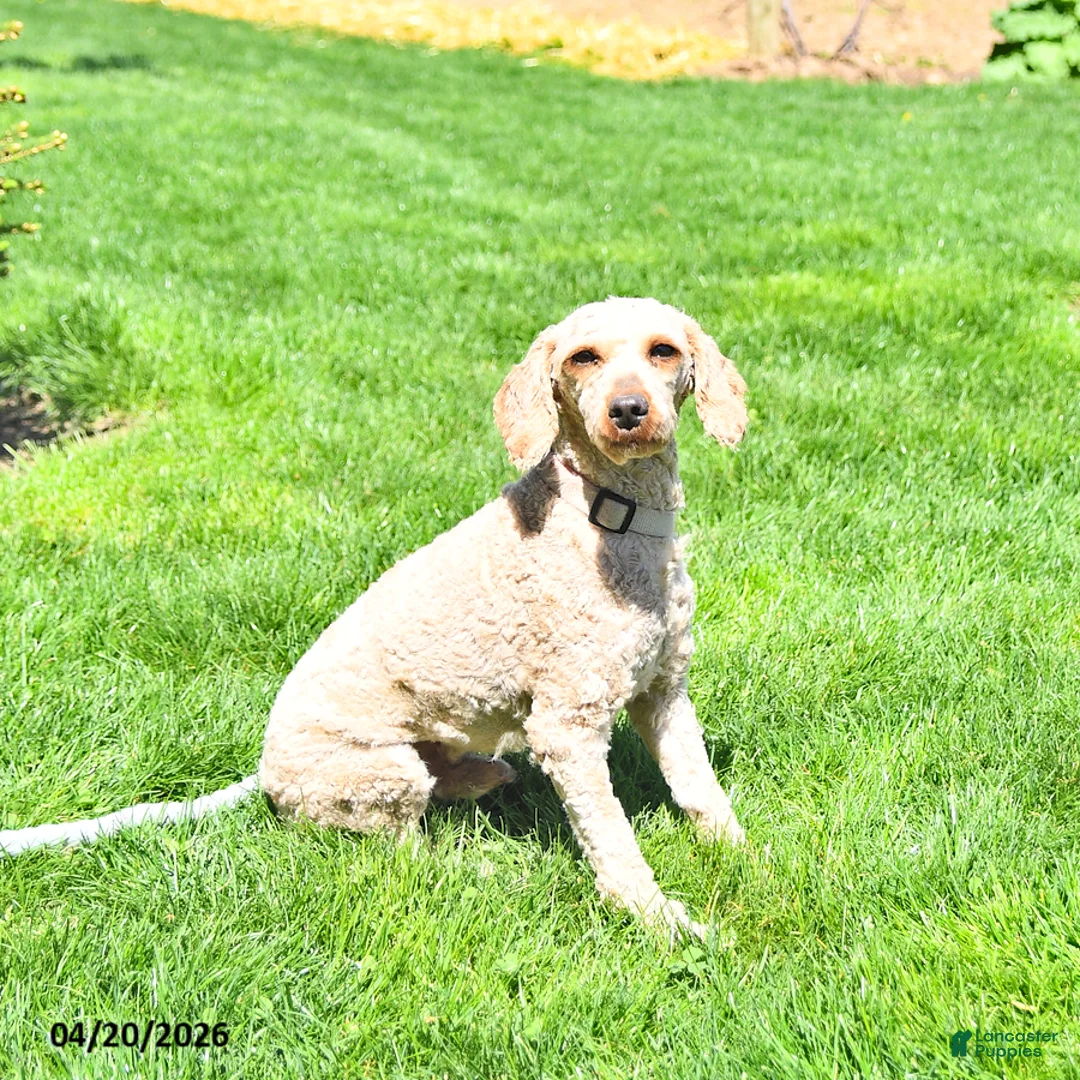 Mini Goldendoodle dogs for sale: Emma - Ad 7