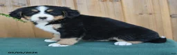 Bernese Mountain Dog dogs for sale: Pixie - Ad 4