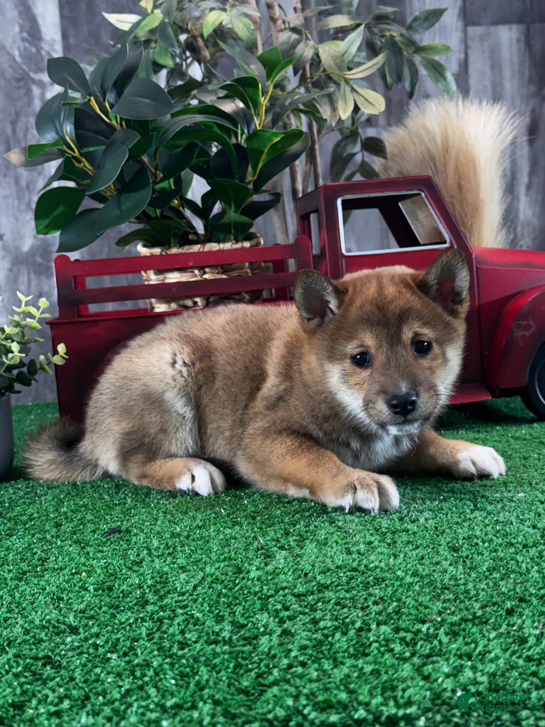 Shiba Inu dogs for sale: Ike  - Ad 5