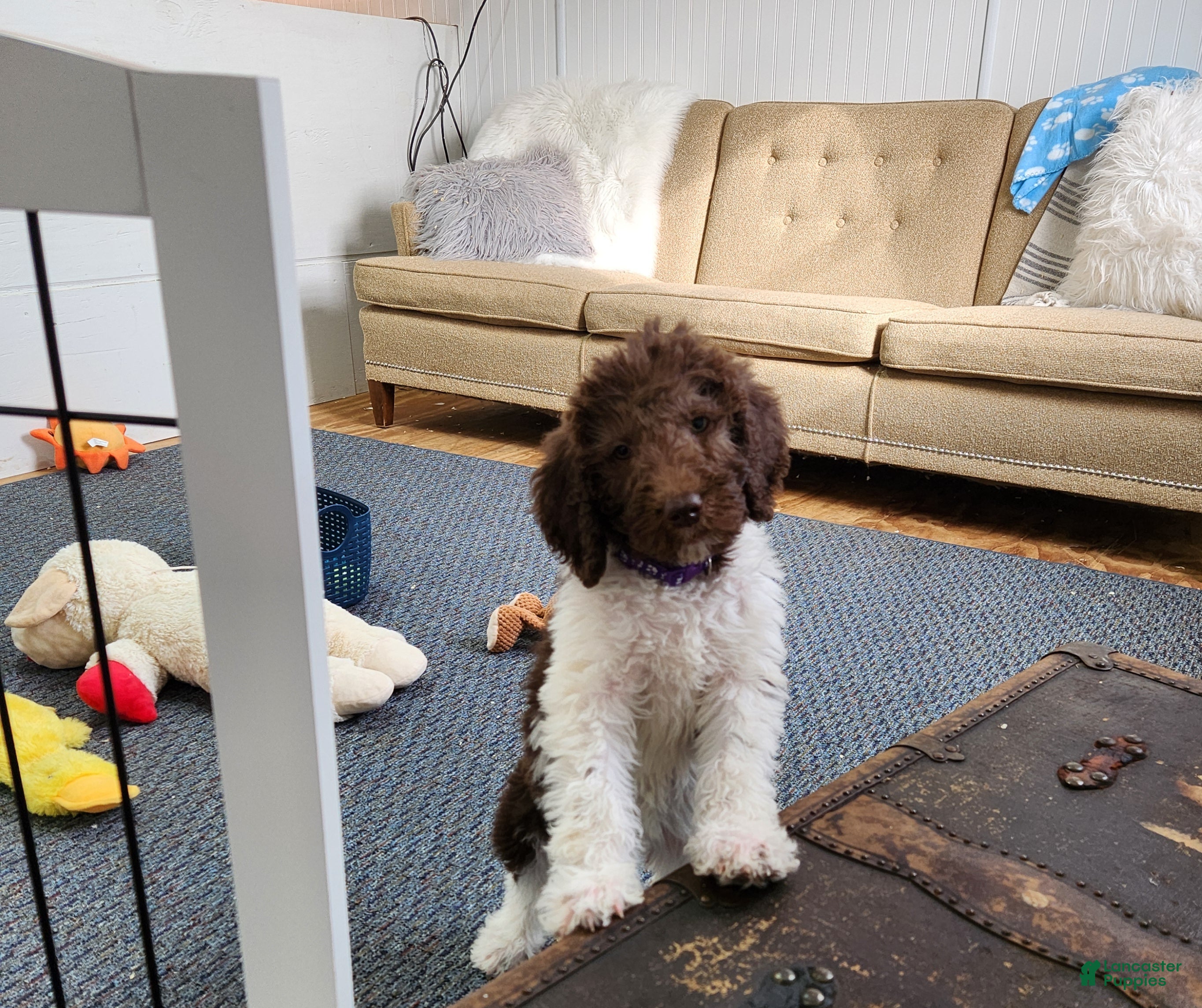 Labradoodle dogs Diana - F1B - Ad 1