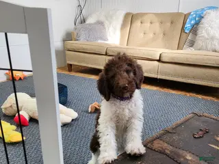 Labradoodle dogs Diana - F1B - Ad 1