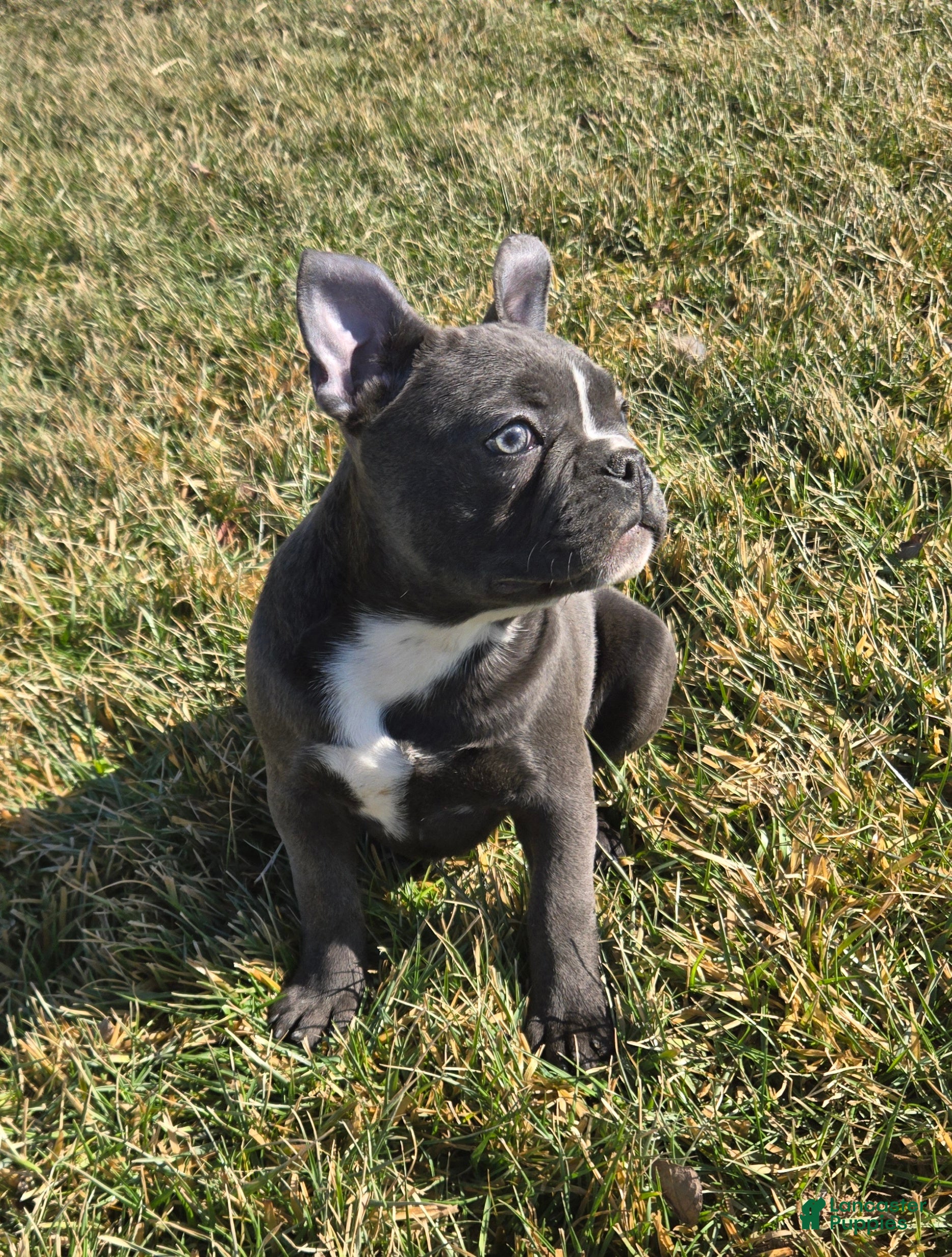 French Bulldog dogs Hope - Ad 2
