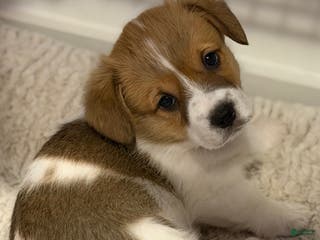 Welsh Corgi Pembroke dogs Lilo - hot pink - Ad 10