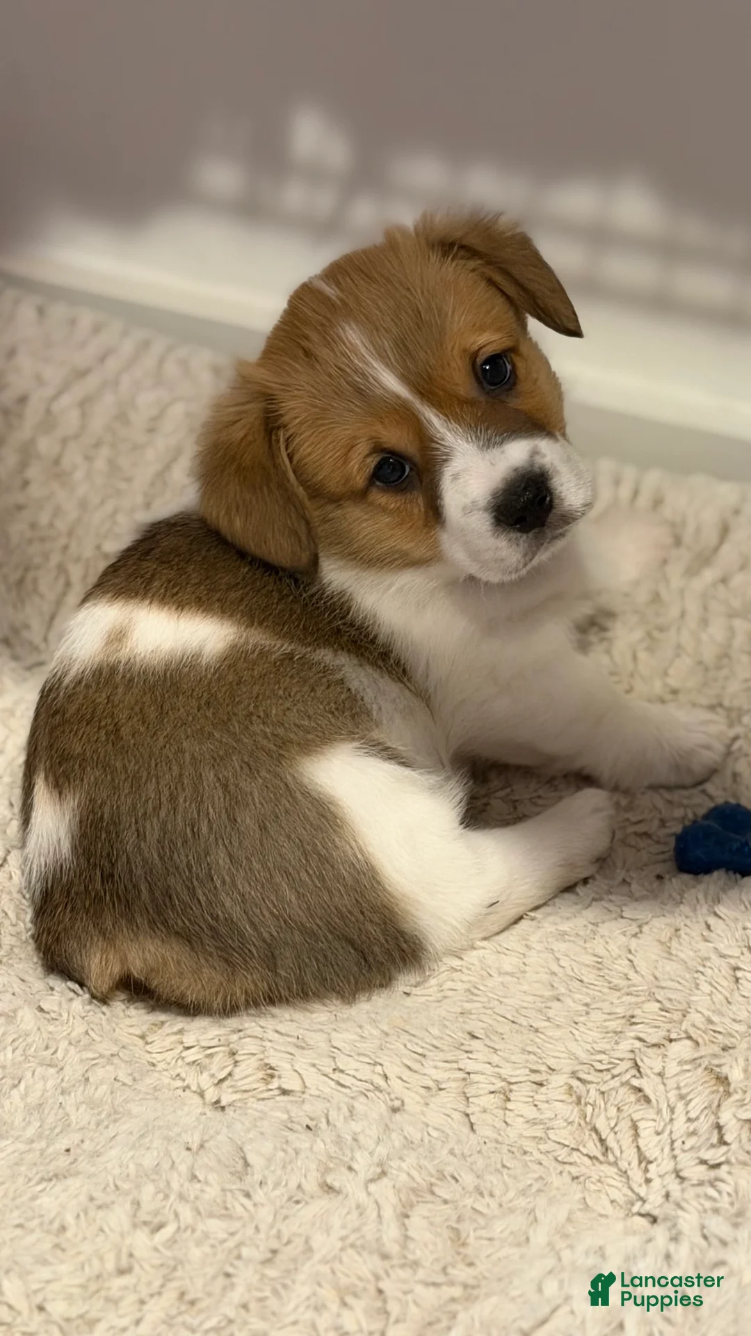 Welsh Corgi Pembroke dogs for sale: Lilo - hot pink - Ad 2