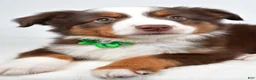 Miniature Australian Shepherd dogs for sale: Malaya - Ad 6