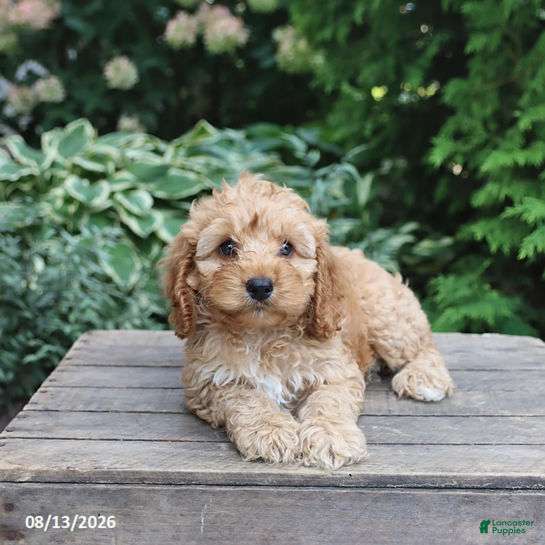 Cockapoo dogs for sale: Elsa - Ad 1