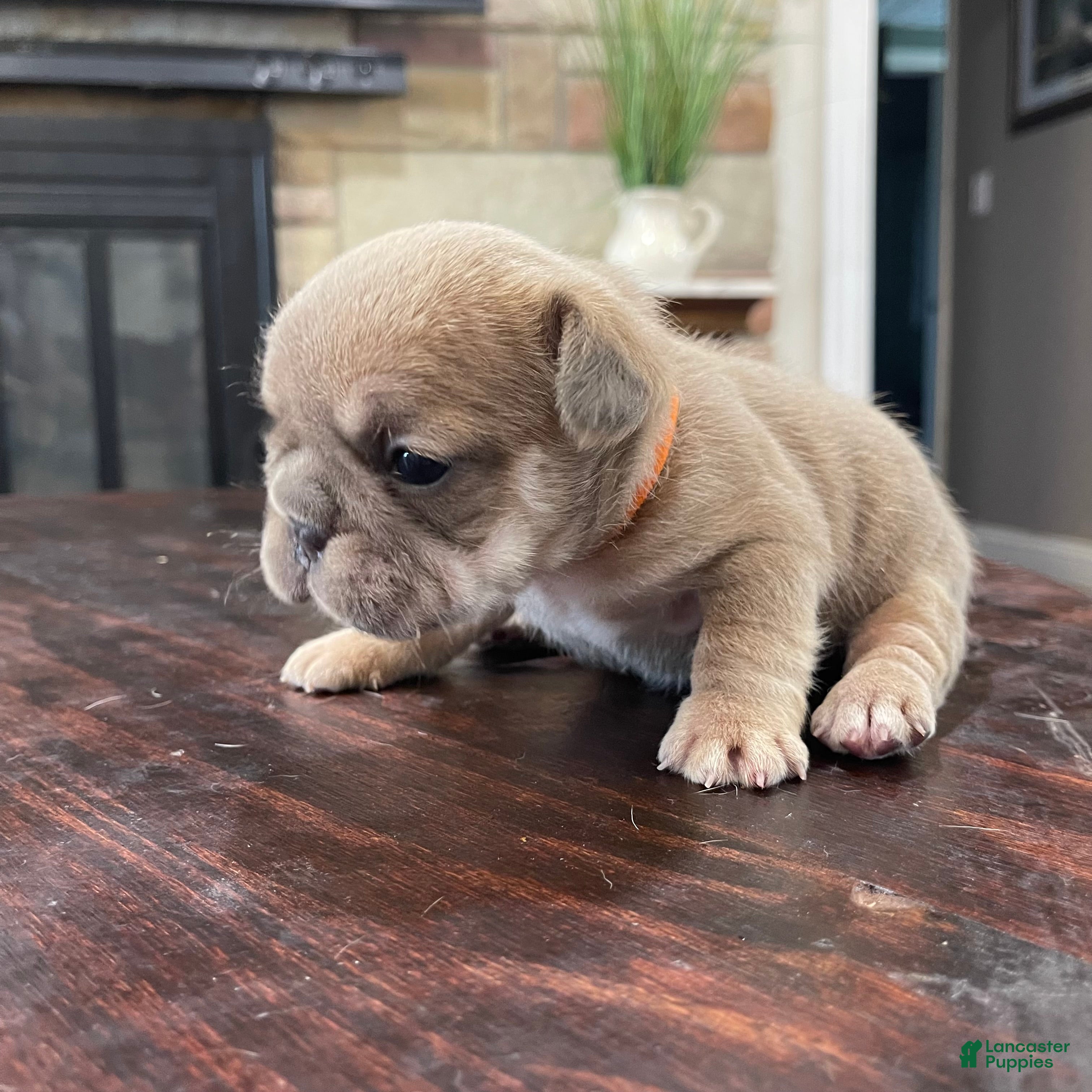 French Bulldog dogs Nebula - Ad 11
